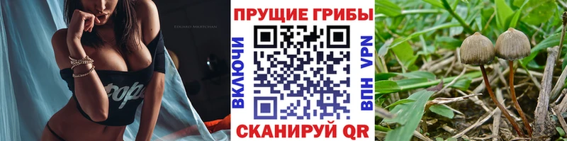 Купить  Солигалич  Галлюциногенные грибы Psilocybine cubensis 